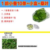 蚕宝宝活体小蚕1234龄蚕学生养蚕套装新鲜桑叶大巨蚕籽蚕卵送工具