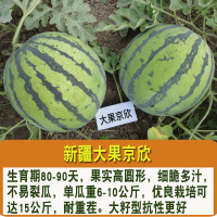 正宗8424西瓜种特大西瓜种籽南方麒麟大西瓜种子懒汉甜王冰糖京欣