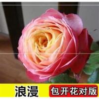 9.9元3棵5年玫瑰花苗盆栽浓香型室内外养殖简单好养开花美观漂亮