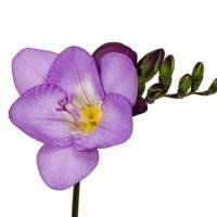 9.9元5个四季开花易活植物香雪兰种球小苍兰盆栽室内外花卉好养活