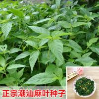 潮汕种子 叶用青白 潮汕特产正宗凉拌红蔬菜种子