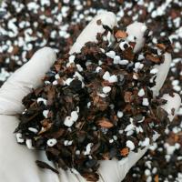 特价墨兰企黑名贵兰花苗浓香带花苞原盆原土发货好养活盆栽