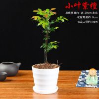 小叶紫檀盆景树苗紫檀树桩室内阳台花卉绿植盆栽耐寒四季常青植物 小独杆紫檀+(白色螺纹盆)