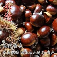 嫁接板栗苗板栗树苗大红袍板栗树苗迁西板栗树苗当年栽植当年结果 承德 三年苗(包成活)