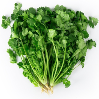 四季香菜种子阳台盆栽四季播种大叶香菜小叶香菜种籽庭院蔬菜种子 大叶香菜 散装200粒[送肥料]