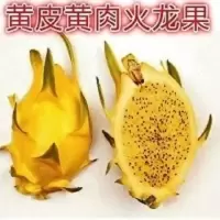 [买一送二]5-10年大苗当年结果火龙果树苗盆栽南北方树苗庭院种 黄皮黄肉火龙果 5年苗当年结果[1颗不送]