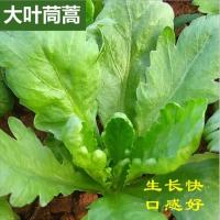 蔬菜种子 大叶茼蒿种子 阳台庭院盆栽 阳台菜籽 茼蒿菜种 蓬蒿籽 大叶茼蒿种子10克