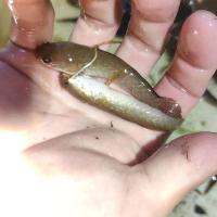 野生南鳢雷龙鱼七彩冷水鱼龙鱼淡水鱼观赏鱼活体凶猛彩虹雷龙 雷龙5-10厘米1只