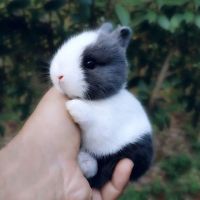 小兔子长不大垂耳兔迷你熊猫小型茶杯兔侏儒兔宠物公主小白兔