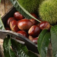 板栗生栗子新鲜农家老树现摘油栗子栗仁蔬菜甜栗子批发