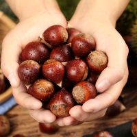 新鲜生板栗 新货栗子锥栗建瓯油栗农家 毛栗子