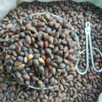 原味松子新货鲜活落水手剥黑皮薄壳大颗粒