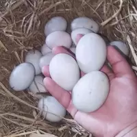 鸭蛋新鲜正宗红心鸭蛋生鸭蛋新鲜现发绿壳鸭蛋散养鸭蛋赛海鸭蛋 [新鲜中等蛋30枚]50-60克