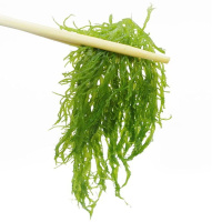 [天然海藻海草2斤 ]龙须菜 凉拌菜火锅菜美食