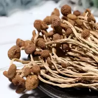 新货茶树菇农家自产不开伞茶树菇香菇煲汤食材产地直销可批发