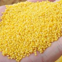 正宗黄小米 真空袋装小黄米杂粮食用大金苗新米 3斤 (非真空)