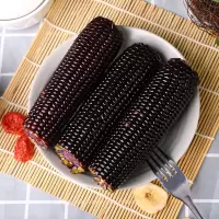 玉米新鲜真空包装香甜粘糯即食小黑玉米棒苞米批发粗粮代餐 6根小棒黑糯