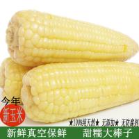 新鲜微甜白糯玉米棒苞米粘玉米5根15根 真空装 精挑超大棒350克起*3根品尝价