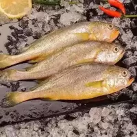 黄花鱼新鲜冷冻纯黄鱼小黄鱼海鲜水产批发鲜活鱼整箱 6斤大号(掌柜推荐)