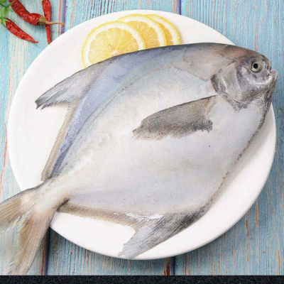 东海鲳鱼新鲜冷冻白鲳鱼银鲳鱼平鱼海鲜水产活扁鲳鱼 1斤1条