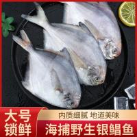 青岛当季银鲳鱼鲜活冷冻水产白鲳鱼深海平鱼武鲳整箱新鲜海鲜 3斤银鲳鱼(每斤5-6条)