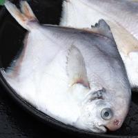 当季银鲳鱼鲜活冷冻水产白鲳鱼深海平鱼武鲳整箱新鲜海鲜 五斤银鲳鱼(每斤5-6条大很多)