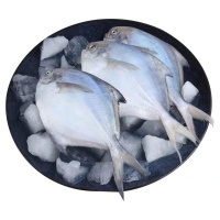 [海捕]鲳鱼新鲜白鲳鱼银鲳鱼大海鱼冷冻整箱年货 五斤银鲳鱼每斤7-8条)活动即将结束