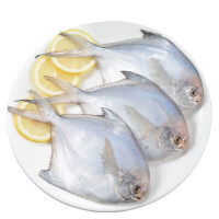 [海捕]鲳鱼新鲜白鲳鱼银鲳鱼大海鱼冷冻整箱年货 五斤银鲳鱼(每斤5-6条最后500件