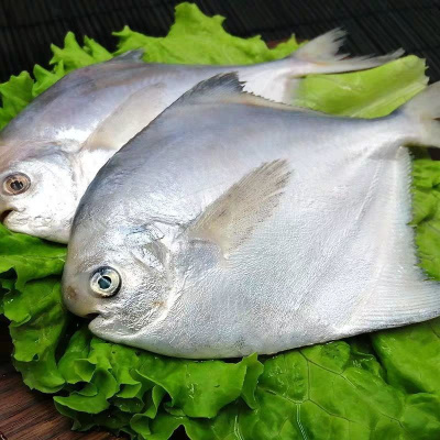 [海捕]鲳鱼新鲜白鲳鱼银鲳鱼大海鱼冷冻整箱年货 五斤银鲳(每斤7-9条)