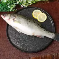 新鲜大鲈鱼海鱼七星花鲈鱼清蒸鱼海鲜水产顺丰 【二斤一条】一条尝鲜价