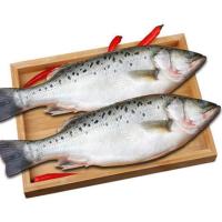 新鲜大鲈鱼海鱼七星花鲈鱼清蒸鱼海鲜水产顺丰 【二斤一条】二条装