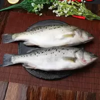 海鲈鱼新鲜冷冻赛花鲈鱼鲜活海鲜鱼七星鲈鱼深海鱼小海鱼 [每条1.2斤以上]两条装 新鲜鲈鱼