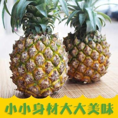 云南香水菠萝当季新鲜水果批发带 促销 3斤普果