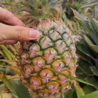 新鲜大菠萝徐闻香水菠萝大果菠萝蜜香脆甜爽手撕菠萝凤梨云南菠萝 净重2斤试吃装(1个)