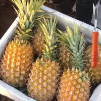 新鲜大菠萝徐闻香水菠萝大果菠萝蜜香脆甜爽手撕菠萝凤梨菠萝 净重5斤大菠萝(2-3个)+收藏送刀