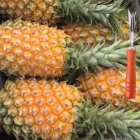 新鲜大菠萝徐闻香水菠萝大果菠萝蜜香脆甜爽手撕菠萝凤梨菠萝 带箱约10斤大菠萝(4-6个)+送刀