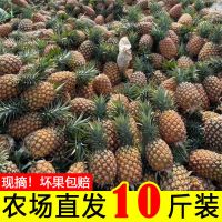 徐闻香水菠萝新鲜水果 当季整箱应季手撕凤梨小菠萝蜜 [土豪甄选很甜]带箱9.2-10送刀