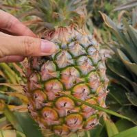 新鲜大菠萝徐闻香水菠萝大果菠萝蜜香脆甜爽手撕菠萝凤梨菠萝 净重2斤试吃装(1个)+收藏送刀