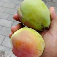 木瓜 酸木瓜新鲜水果酸木瓜泡酒生吃闻香做菜炖排骨 1斤(不送辣椒面)