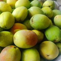 木瓜 酸木瓜新鲜水果酸木瓜泡酒生吃闻香做菜炖排骨 3斤木瓜+100克辣椒面