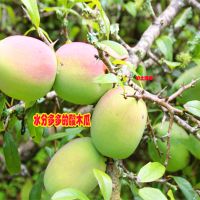 木瓜 酸木瓜新鲜水果酸木瓜泡酒生吃闻香做菜炖排骨 3斤(送辣辣椒面15g2袋)