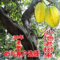 老树爆汁新鲜甜杨桃水果应季桃红杨桃洋五角星批发 4个装沙地老树果爆汁