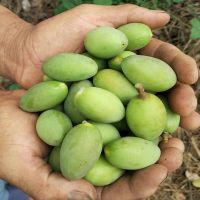 青橄榄新鲜橄榄果现摘现发生吃水果青果闽清檀香橄榄顺丰快递 园橄榄[顺丰] 净重1斤