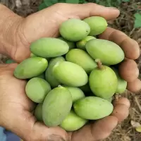 青橄榄新鲜橄榄果现摘现发生吃水果青果闽清檀香橄榄顺丰快递 园橄榄[顺丰] 净重1斤
