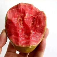 [精品]软心红心番石榴新鲜水果香软芭乐红软糯鸡屎果 香软甜[软心3斤红心]