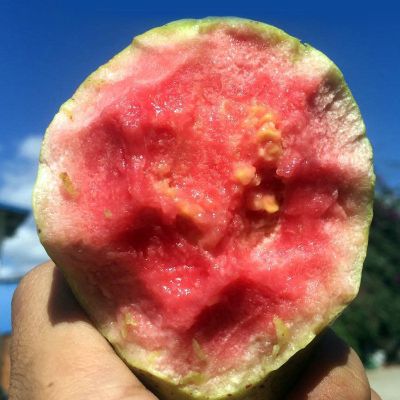 [顺丰]软心红芭乐番石榴新鲜水果软糯爽口 精品红心软香芭乐5斤(出口级) 老树采摘优选果