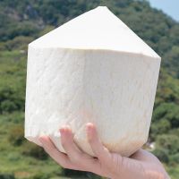 正宗奶香椰青 椰子新鲜水果批发赠开椰器吸管 4个[手工精选]单果800g以上