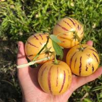 [只发圆果]石林人参果 当季新鲜应季水果人生果 [精选圆中果]净重5斤