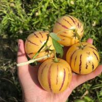 [圆果好吃]石林人参果 新鲜应季黄肉水果 5斤圆大果[19-28个]净重