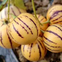 [只发圆果]石林人参果 当季新鲜应季水果人生果 [精选圆大果]净重3斤/10-18个